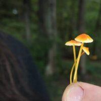 walnut mycena