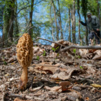 morel1