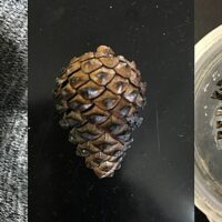 640px-Pitch_pine_cones_exposed_to_fire