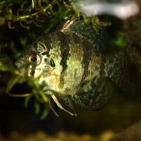 Enneacanthus_chaetodon_02