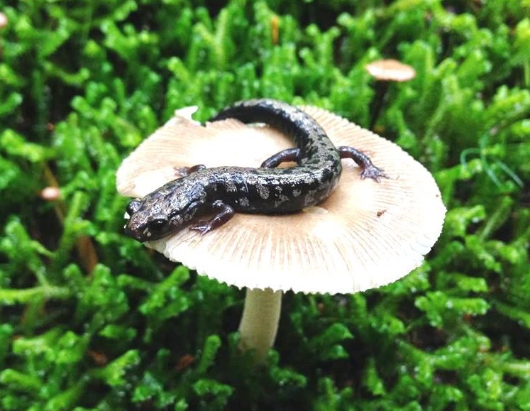 Weller's Salamander