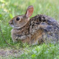 1079px-Sylvilagus_obscurus_39269476