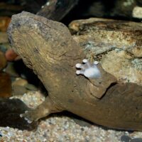 Hellbender_Cryptobranchus