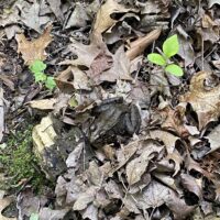 IMG_4006 (1)