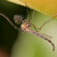 960px-Chironomus_plumosus01
