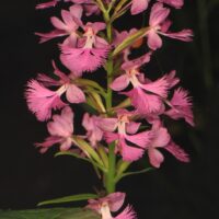 Large_Purple_Fringed_Orchid_-_Plantathera_grandiflora,_Friendsville,_Maryland