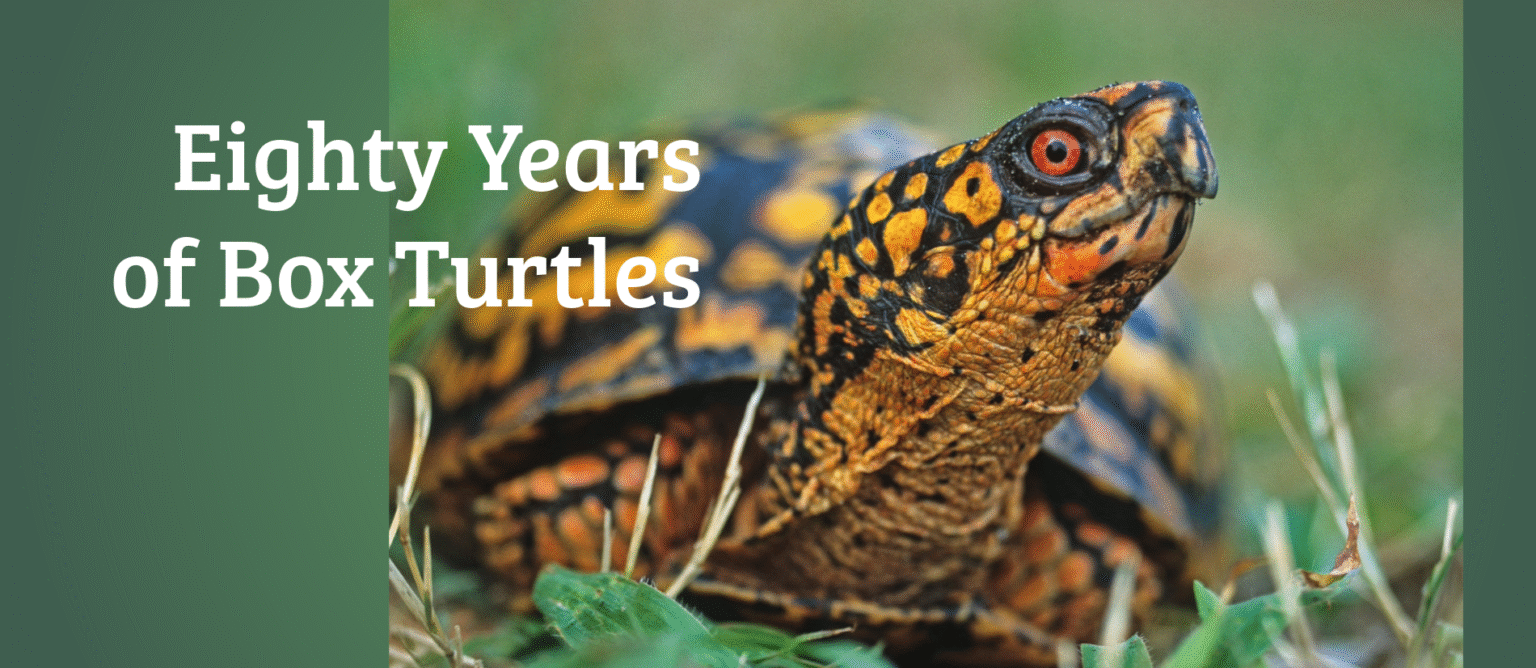 Andy Royle Natural History Society of Maryland - Eighty Years of Box Turtles