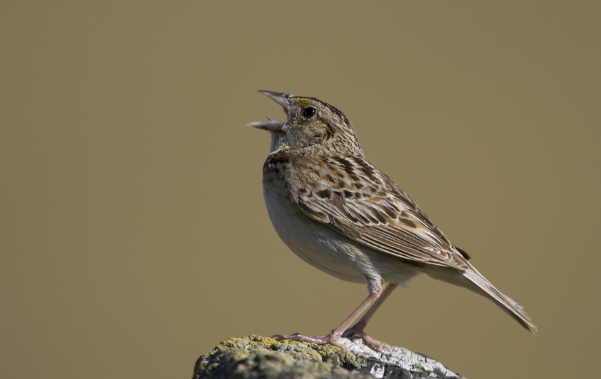 By Gregory "Slobirdr" Smith - Grasshopper Sparrow (Ammodramus savannarum), CC BY-SA 2.0, https://commons.wikimedia.org/w/index.php?curid=40574426
